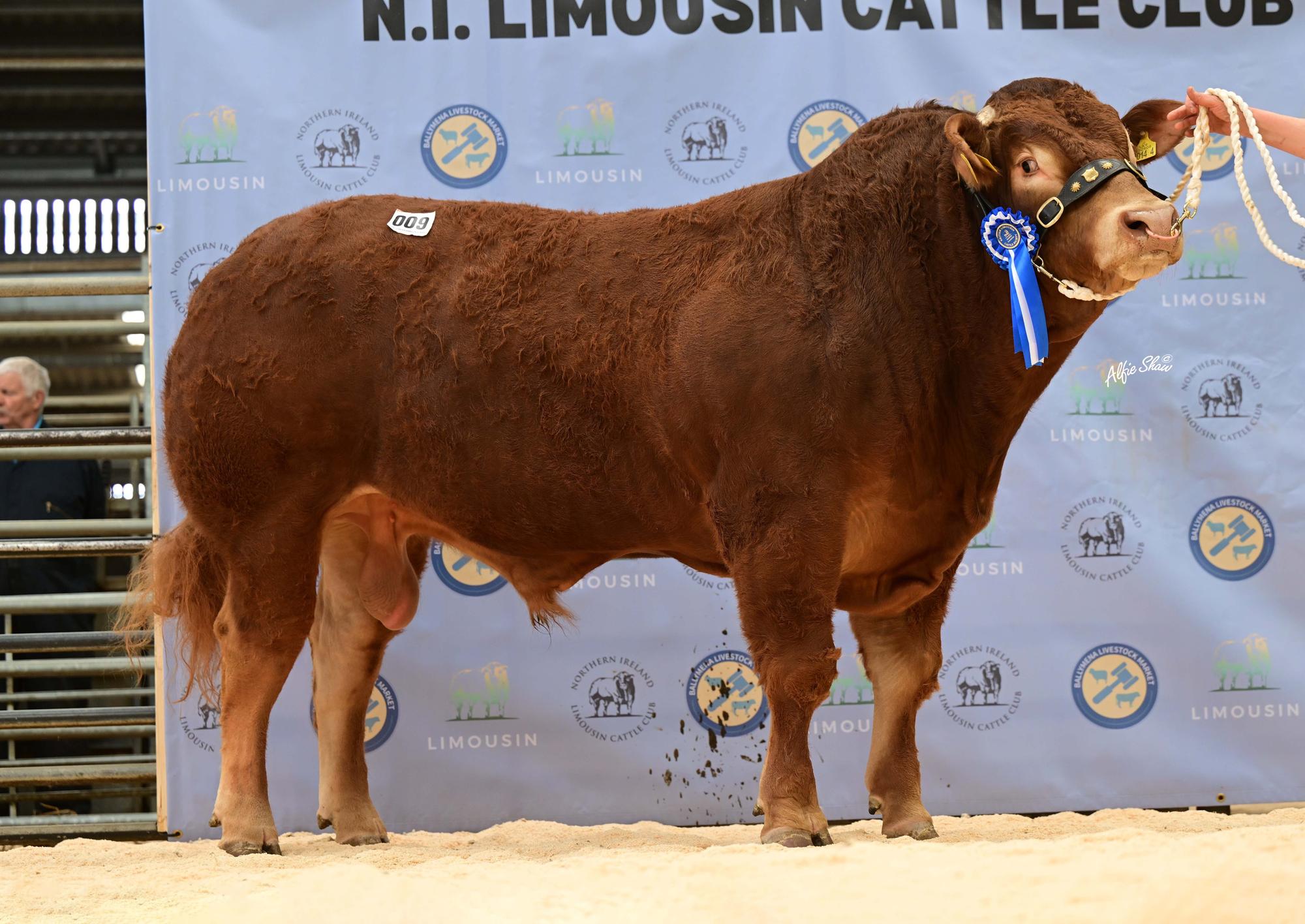 Reserve champion leads Ballymena Limousin line-up at 14,000gns