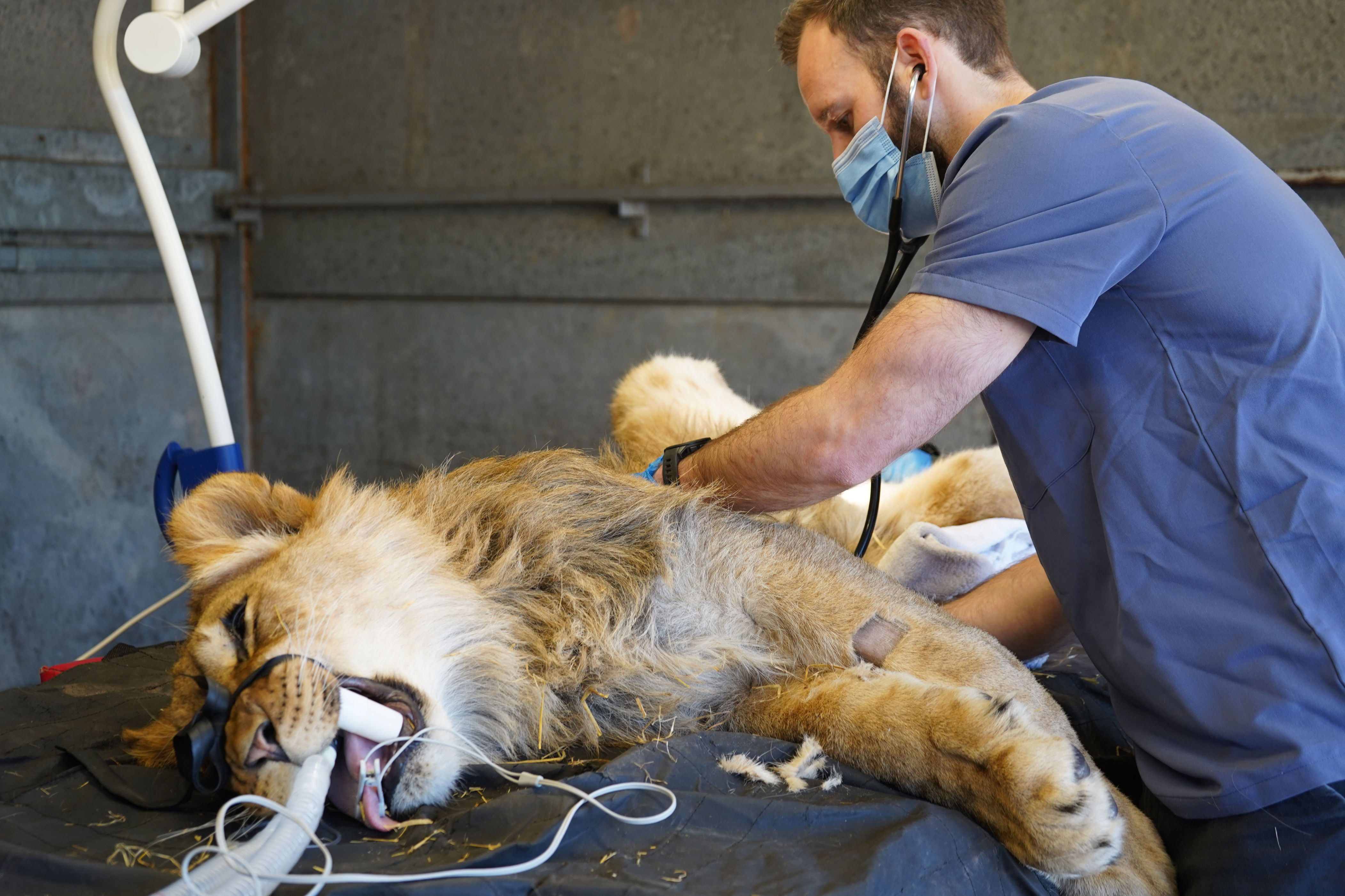 Video: Lion siblings at Doncaster's Yorkshire Wildlife Park get health ...