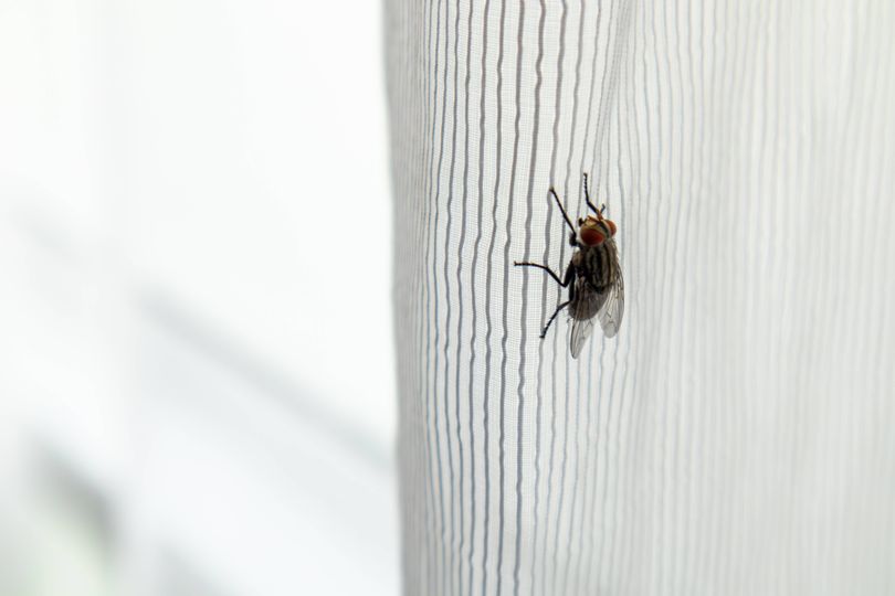 Homeowners told to put 99p vegetable at window to keep flies away
