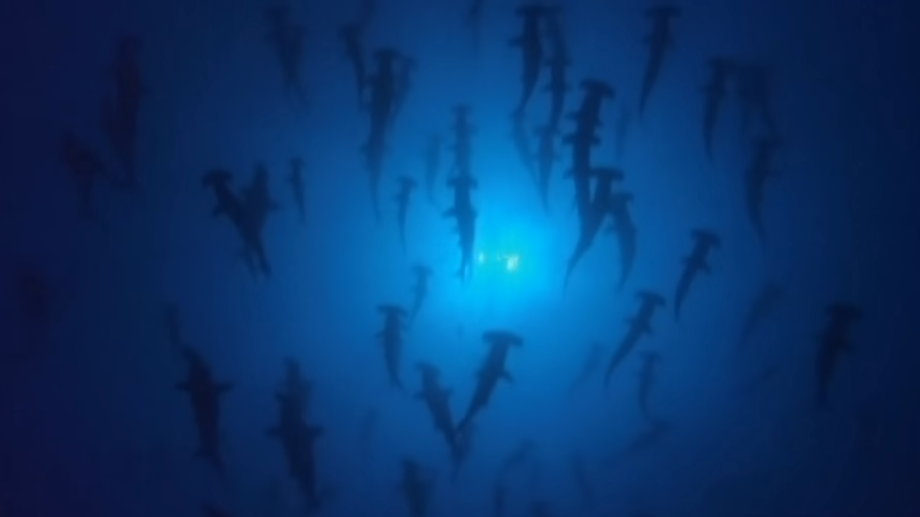 Why hammerhead sharks swim in perfect formation