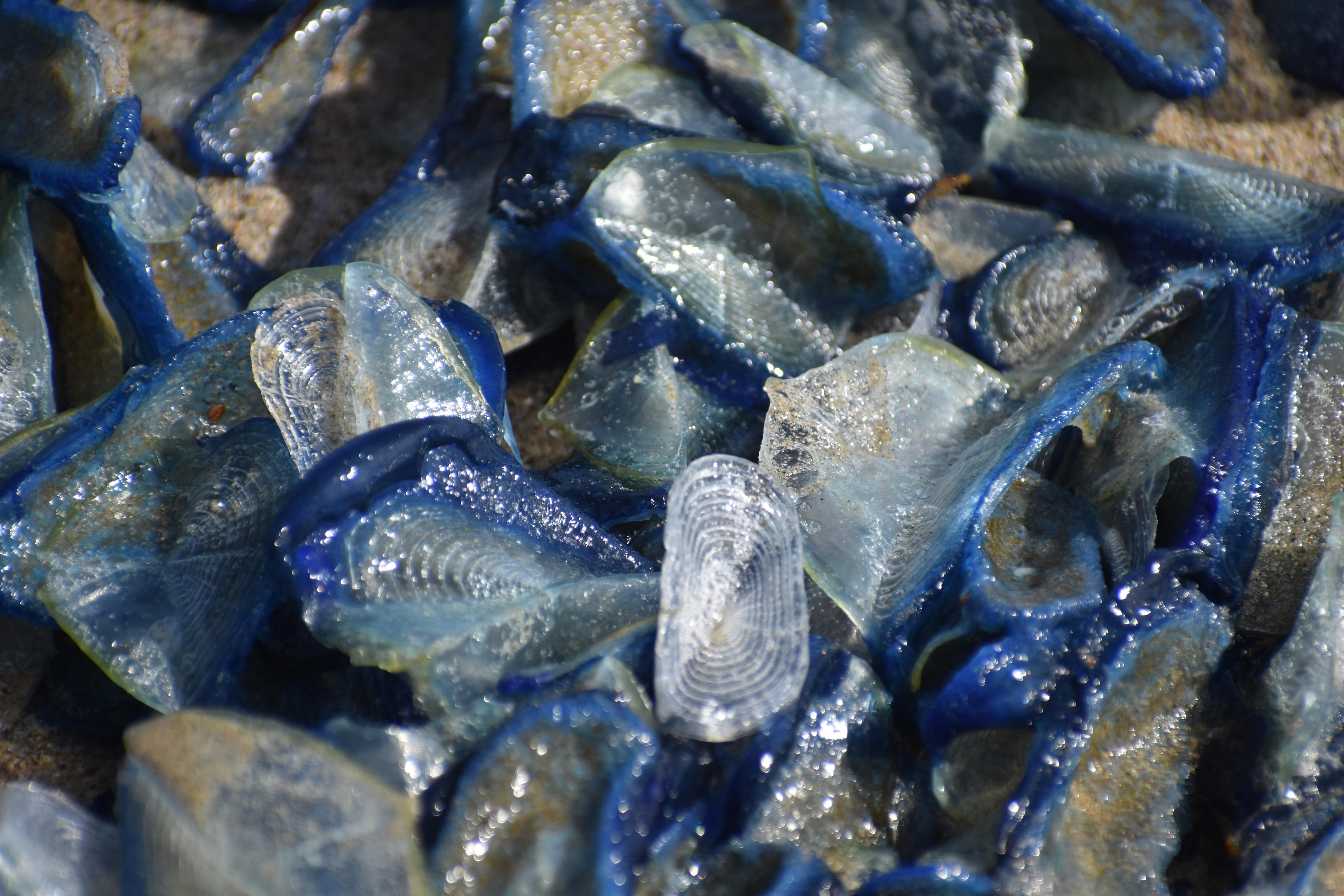 'Mysterious' blue sea creatures take over West Coast beaches: See photos