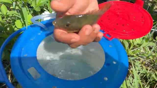 This is what happens when I decide to save fish instead of catch them