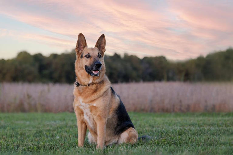 Most popular dog breeds of 2026 – see if your pet made the list