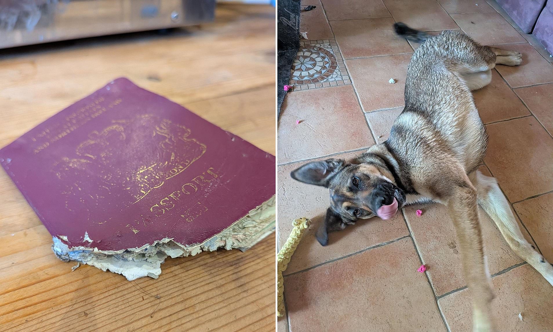 Brit stranded in France after friend's dog eats passport - and what to ...