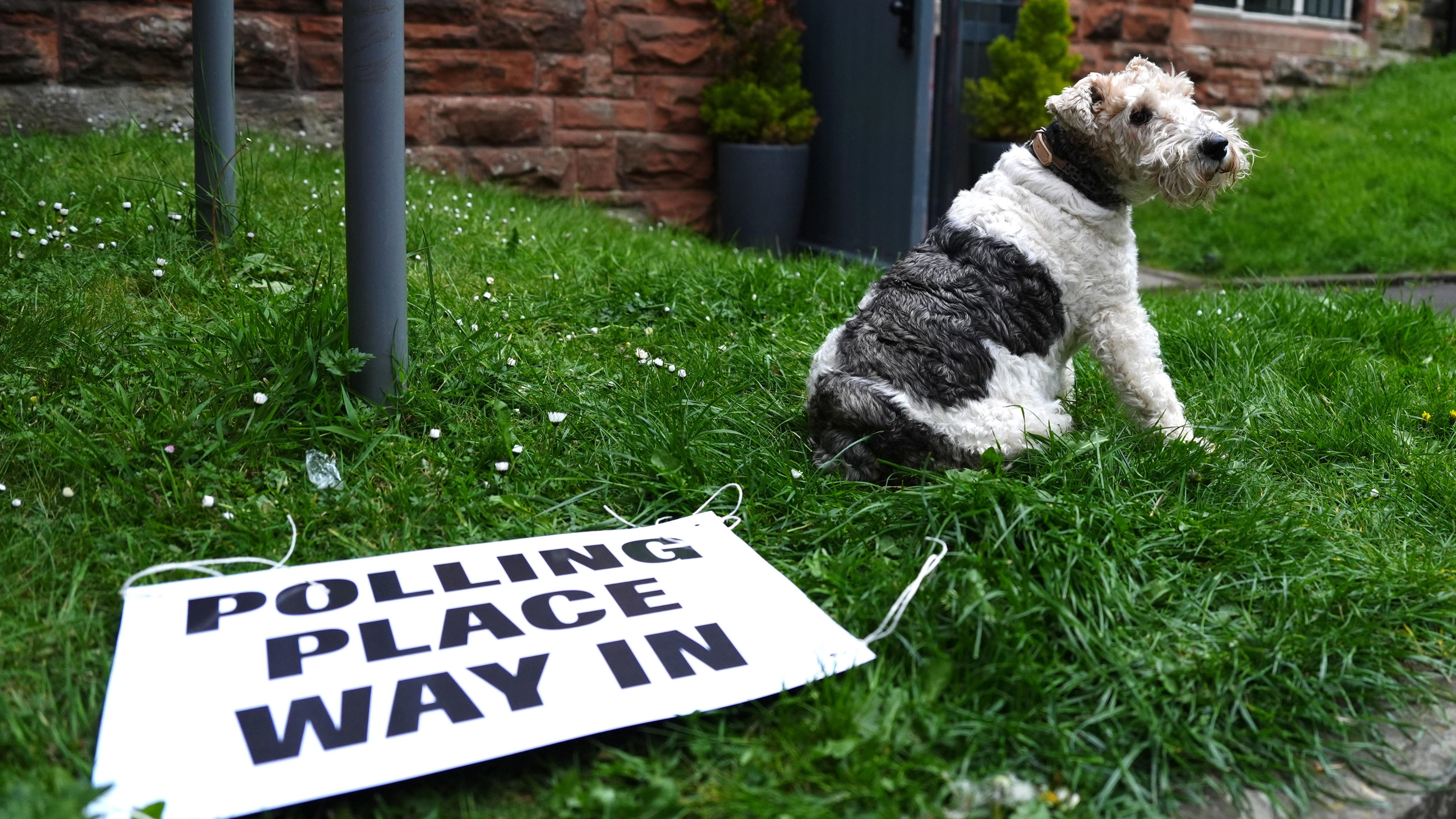 In pictures: Major parties fearing ‘ruff’ results as dogs join owners ...