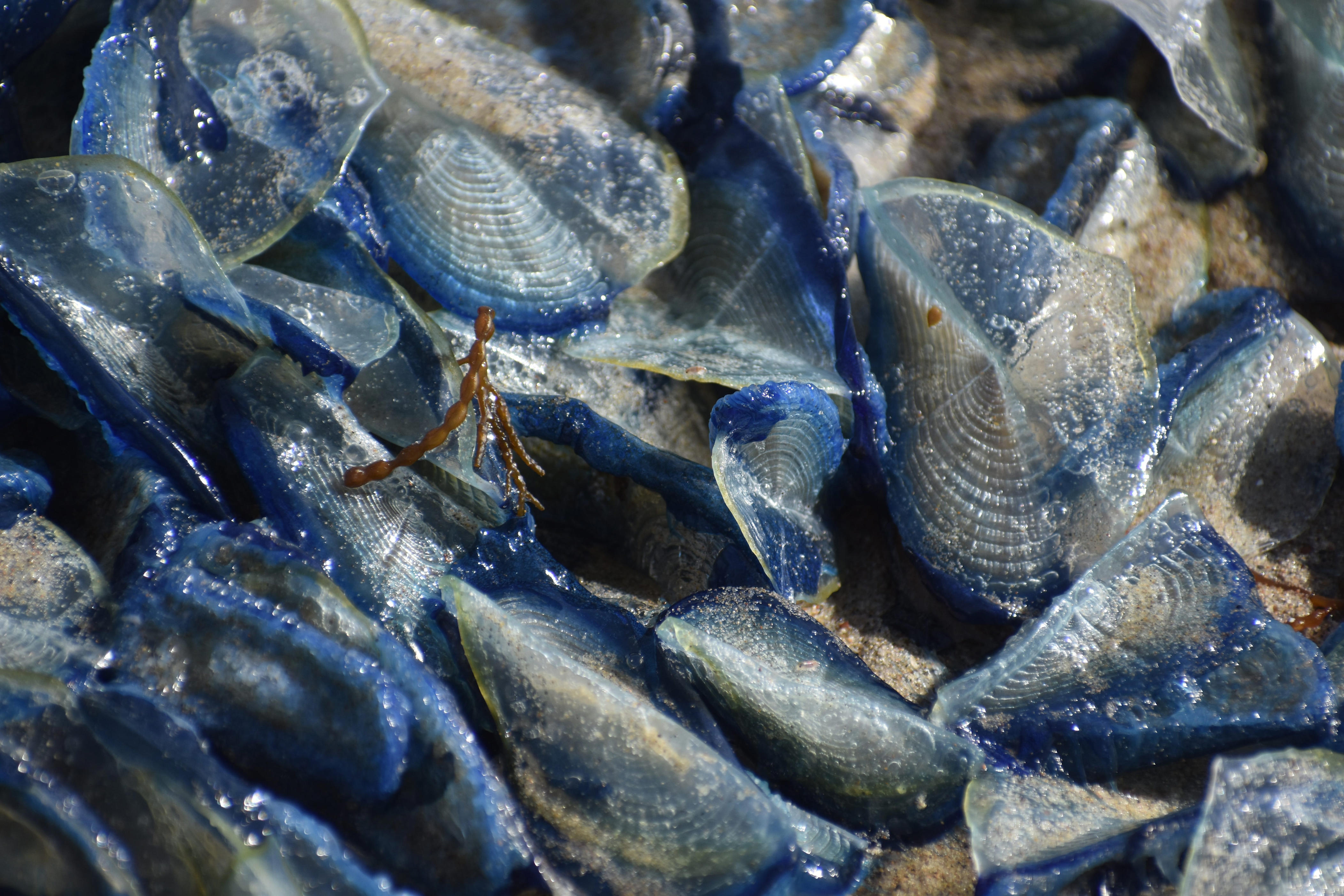 'Mysterious' blue sea creatures take over West Coast beaches: See photos
