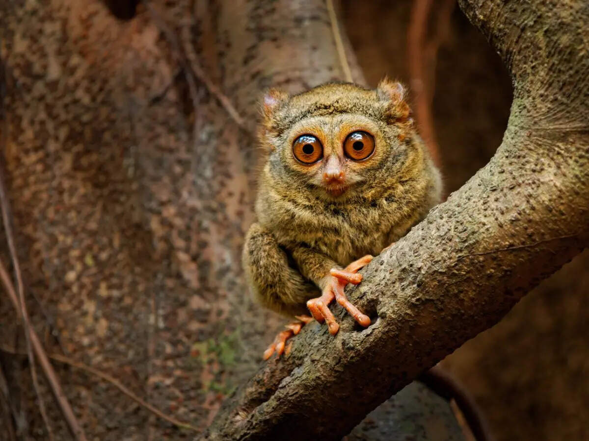 6 animals that can see through dark nights like owls