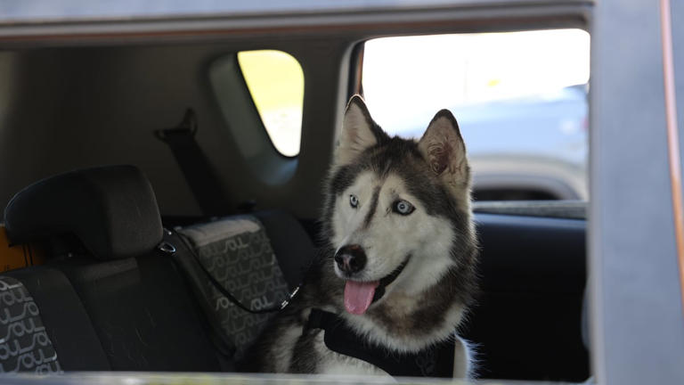 Sierra the husky arrived as a stray in Brooksville with missing patches of fur, slow movements and her body �showing the wear of time and hardship,