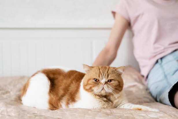 Why cats act distant but secretly love you, science explains