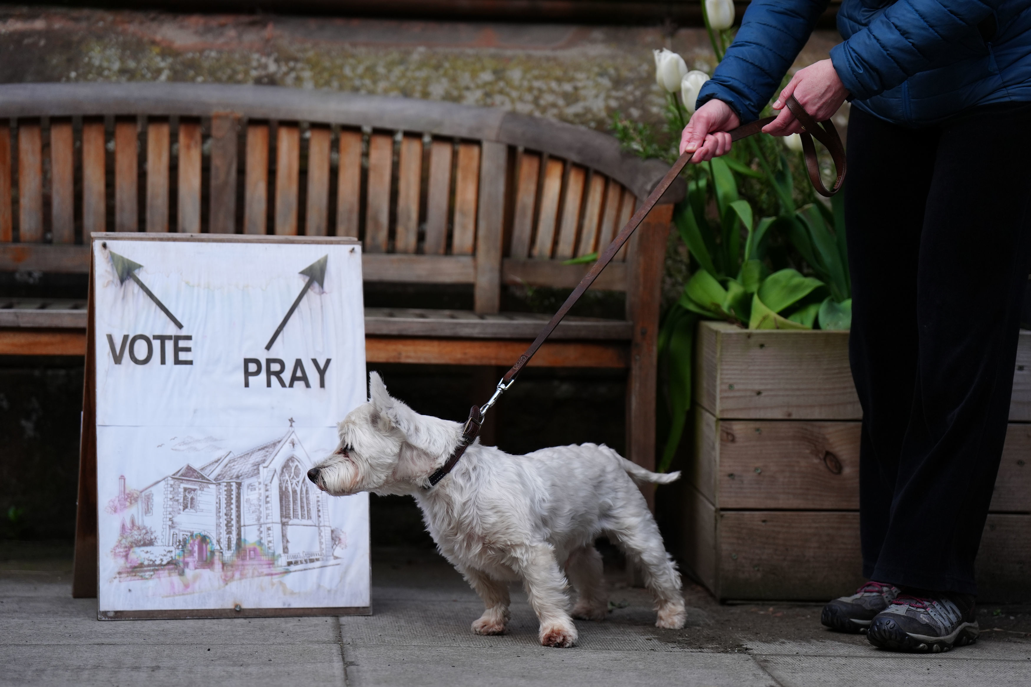 Dogs at polling stations 2026: Here are 16 amazing pictures of adorable ...