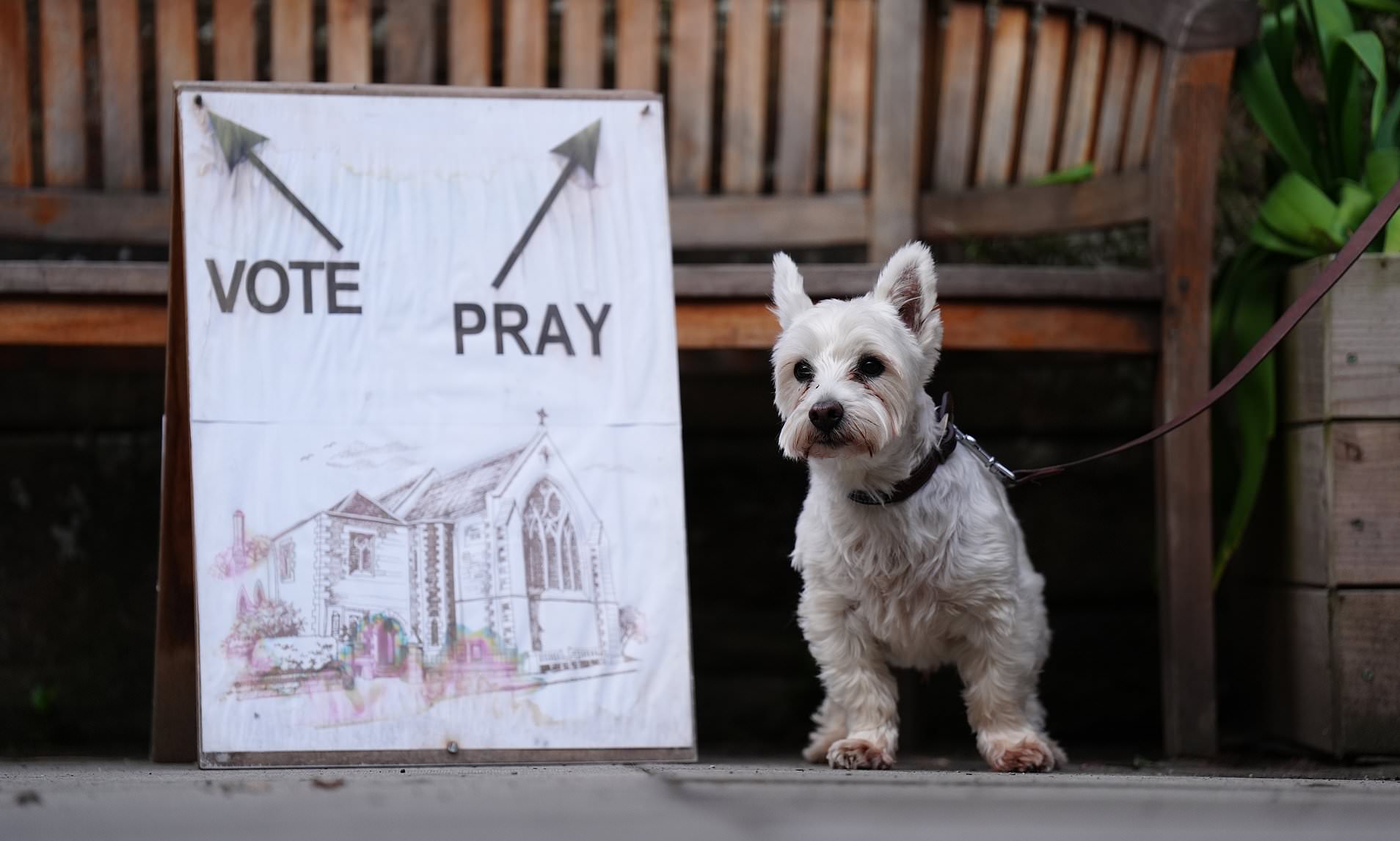It's dogs at polling stations! Pictures of voters taking their four ...