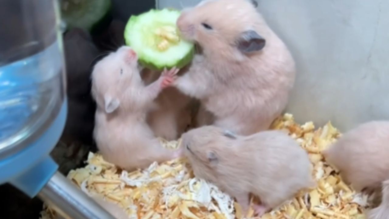Several rats crowd around food and scuffle