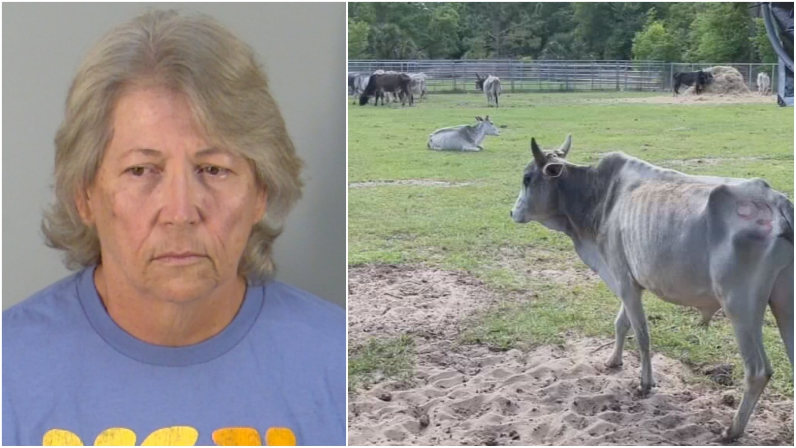 Woman arrested on 31 animal cruelty charges after neglected cows found ...