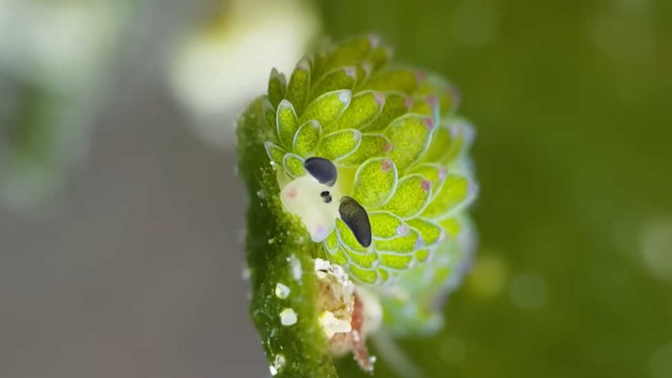 This slug can remove its entire body – and survive with just a head