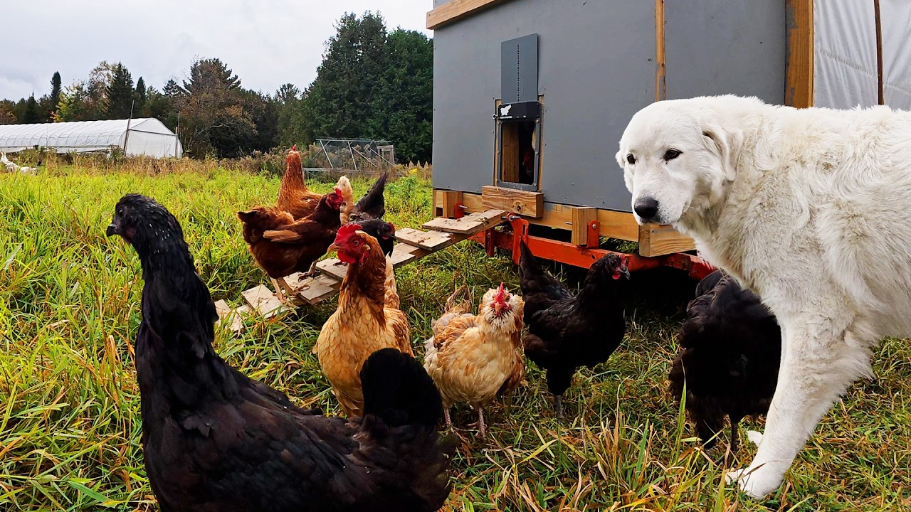 Stop the deadly predator attacking your chickens