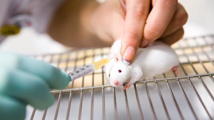 Hantavirus scare: What is Andes strain, the only type capable of human ...