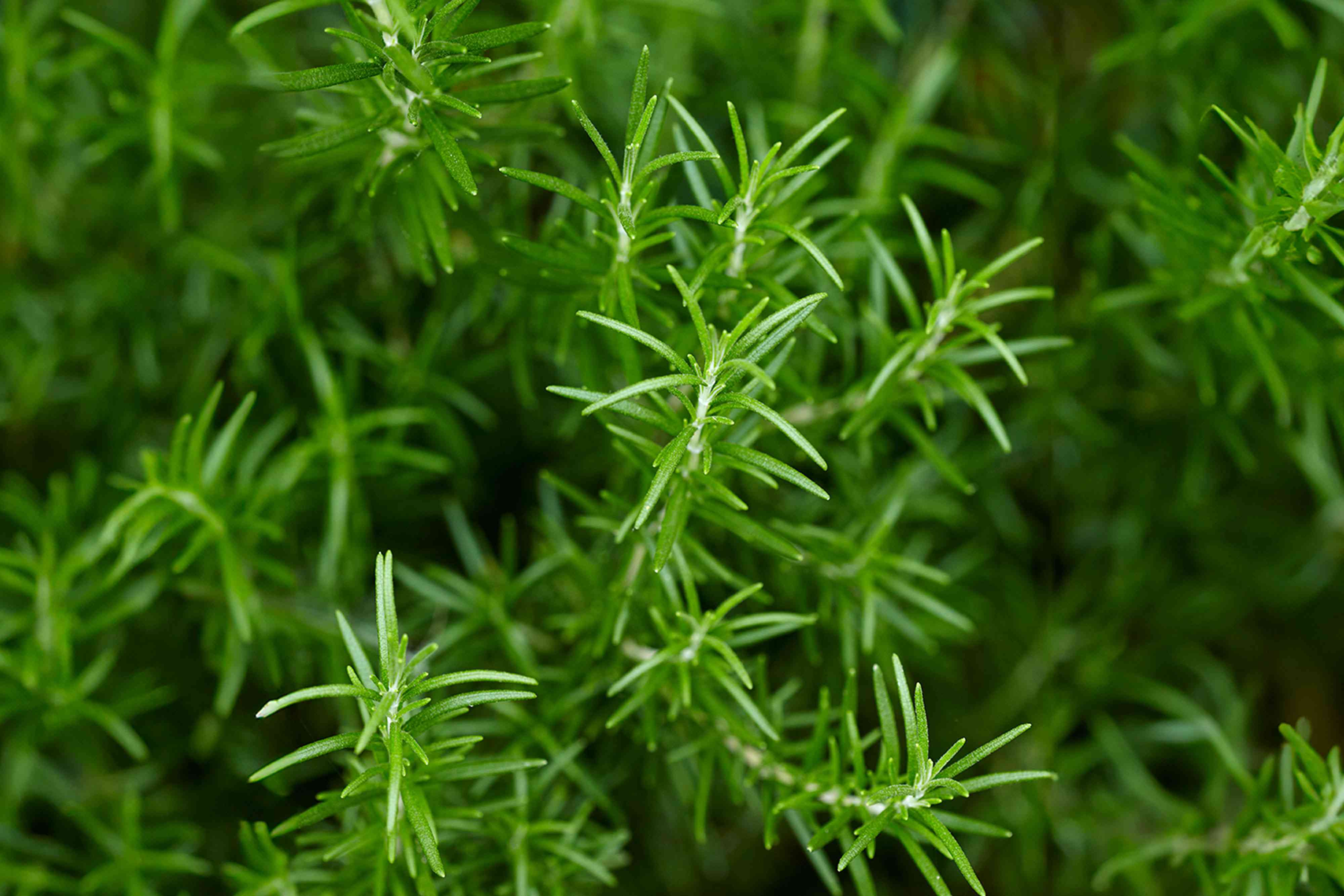 How to propagate rosemary in soil or water and grow more plants for free