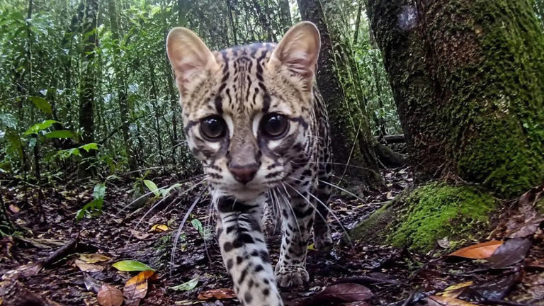 Beyond human eyes: A new camera captures the first real-time animal ...