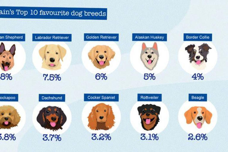 Most popular dog breeds of 2026 – see if your pet made the list
