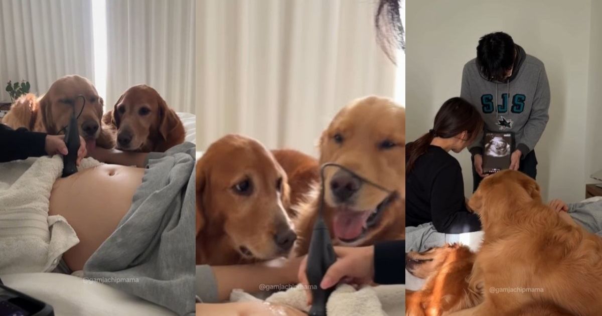 Golden retrievers become part of pregnant mom's ultrasound in a core memory