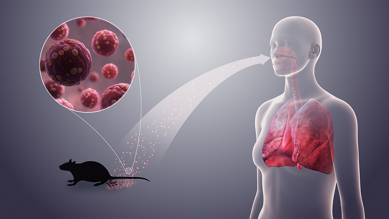 Where did the deadly hantavirus originate? Argentina scrambles to ...