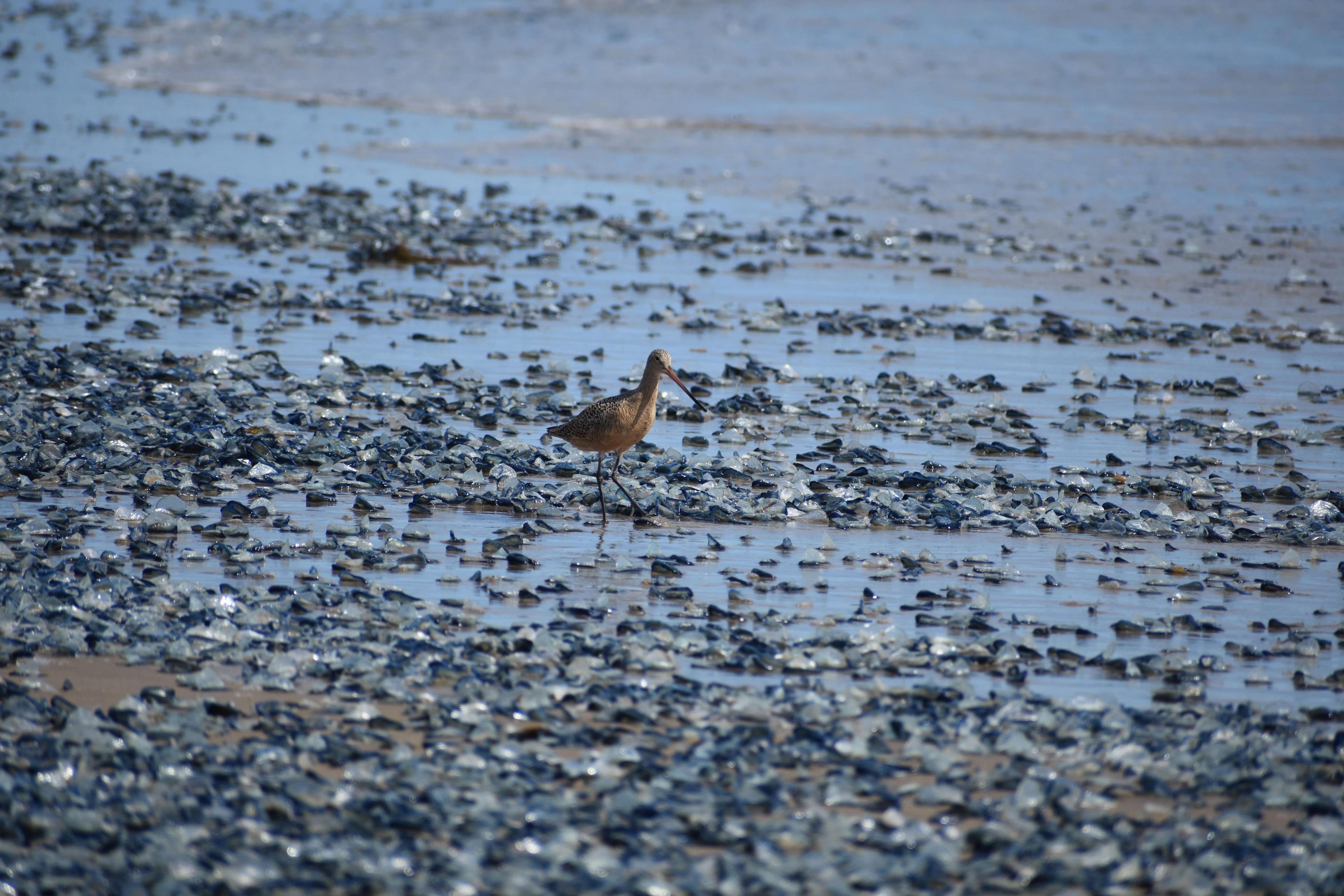 'Mysterious' blue sea creatures take over West Coast beaches: See photos