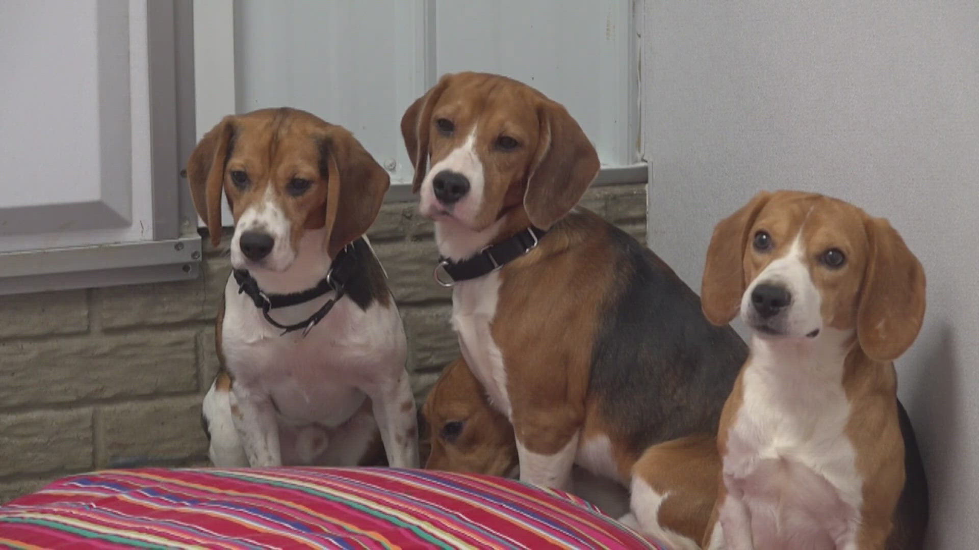 10 beagles rescued from Wisconsin facility now in Davenport