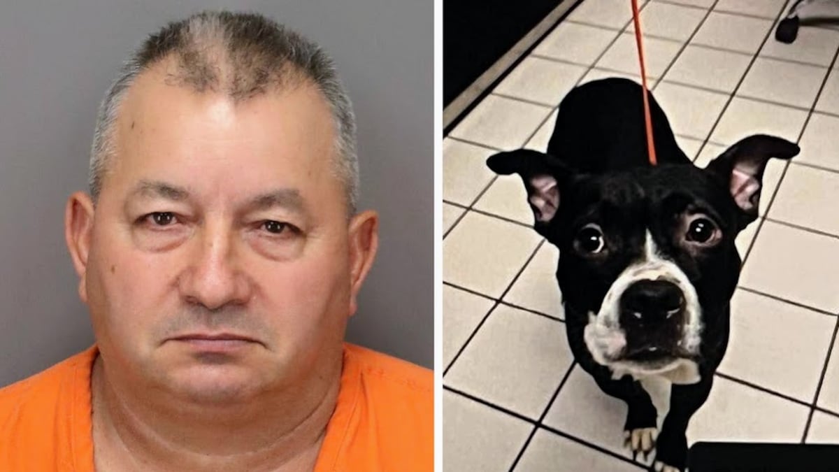 St. Petersburg man convicted of decapitating dog back in jail after ...