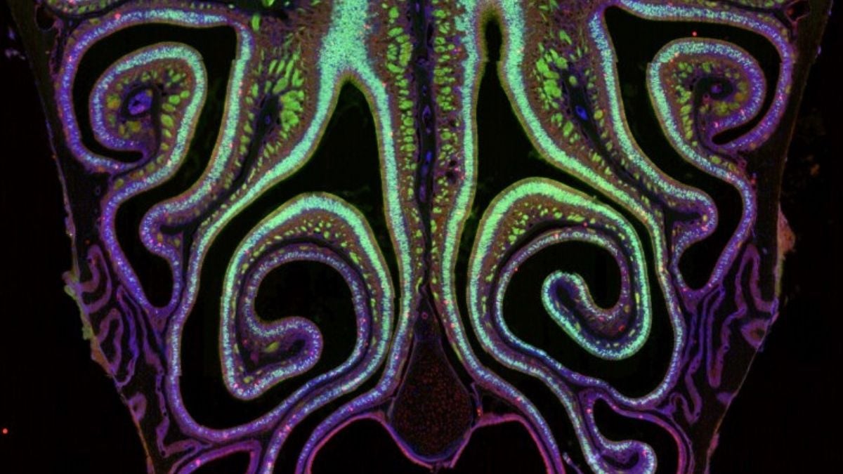 Scientists have created the first ever 'smell map', and it's stunning
