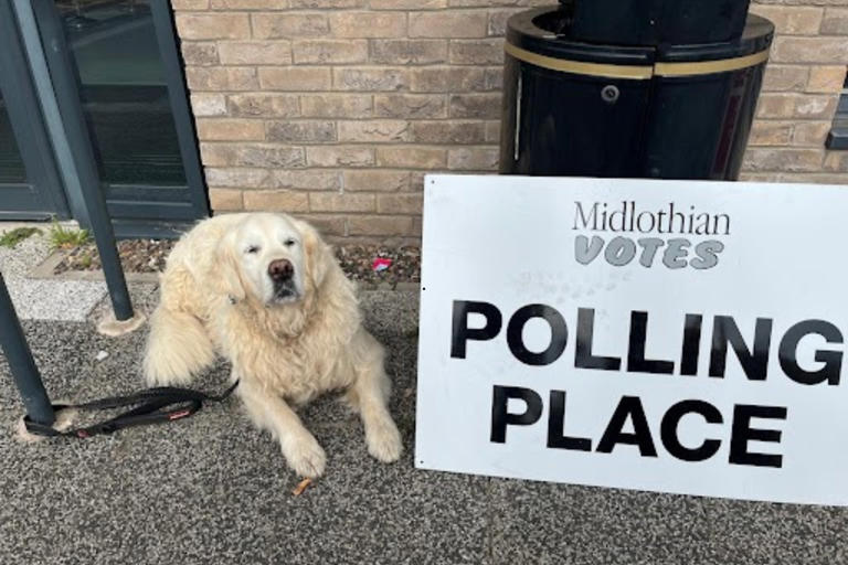 Dogs at polling stations 2026: Here are 16 amazing pictures of adorable ...