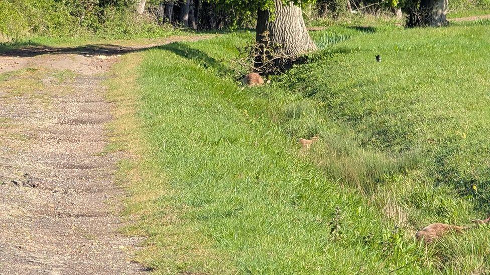 Two deer illegally shot and left for dead in field