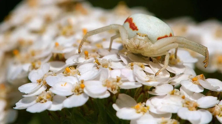 7 insects that look like flowers but are actually deadly