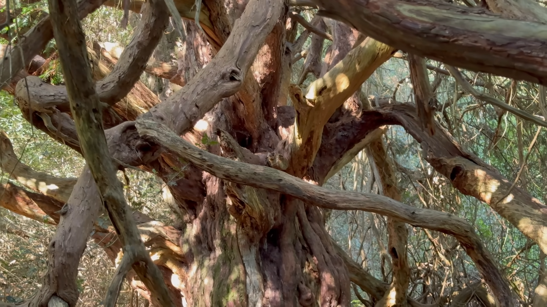 Watch what happens inside Europe’s last ancient yew forest