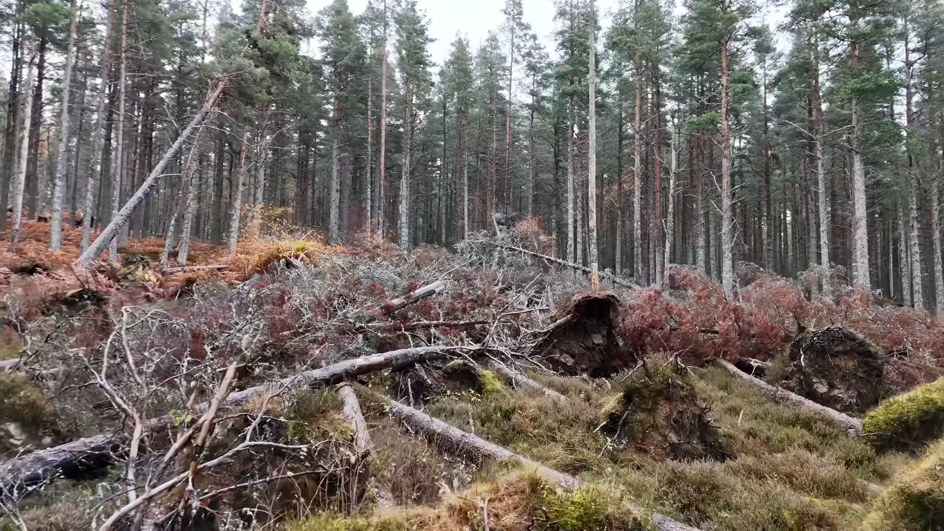 What happened after 10,000 trees were destroyed to save something older