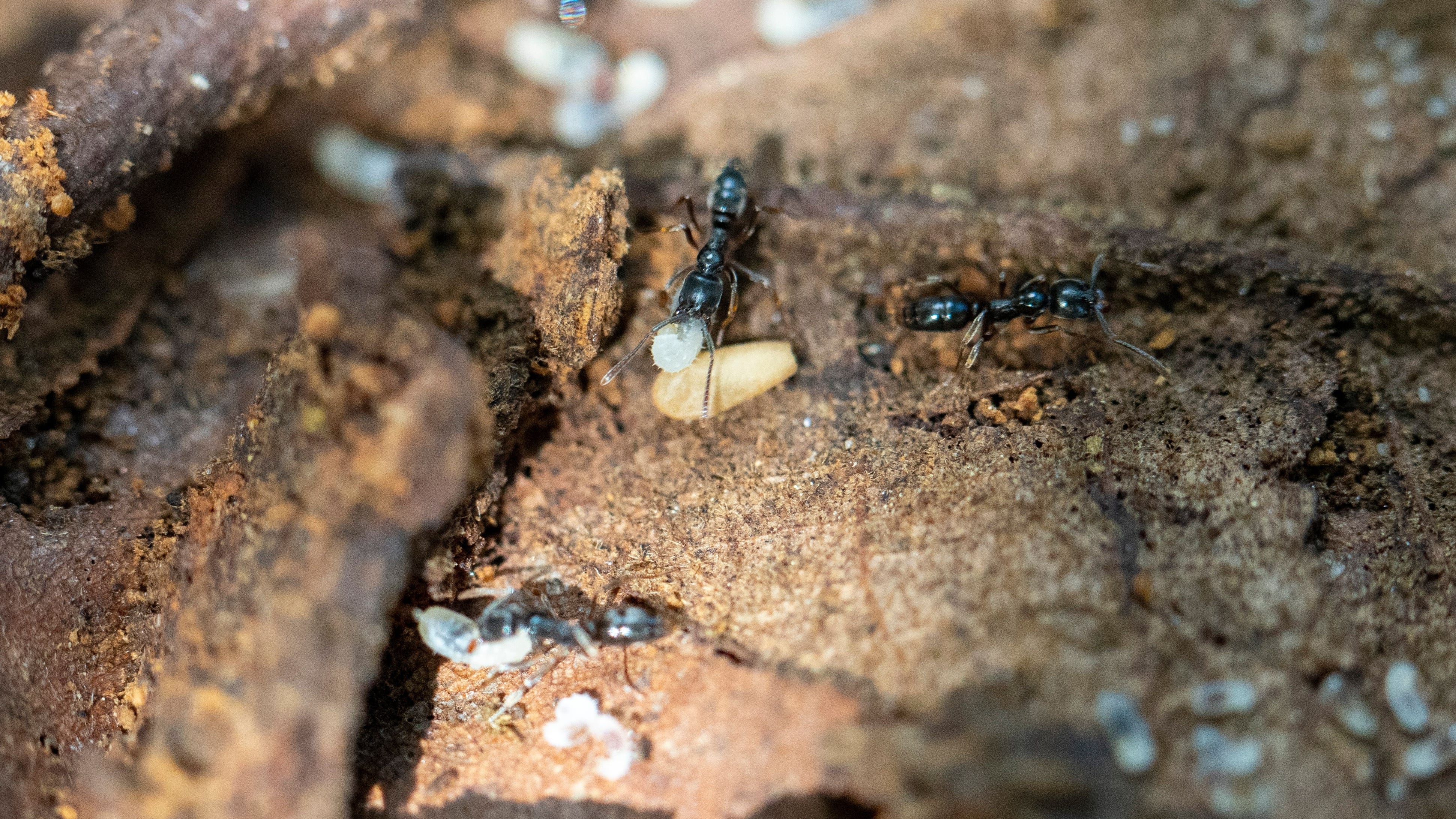 Asian needle ant with potentially life-threatening sting spreading ...