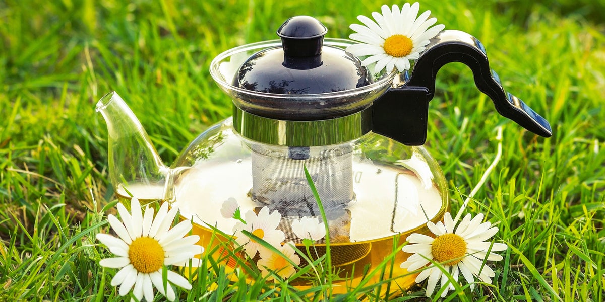 Cup of chamomile tea could save your garden from fungus