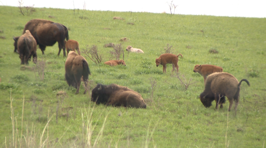 Rare white bison calf born at Iowa wildlife refuge