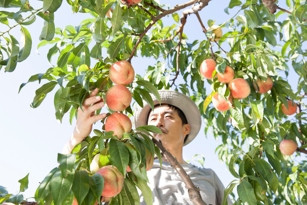 Peach farmer stock photo