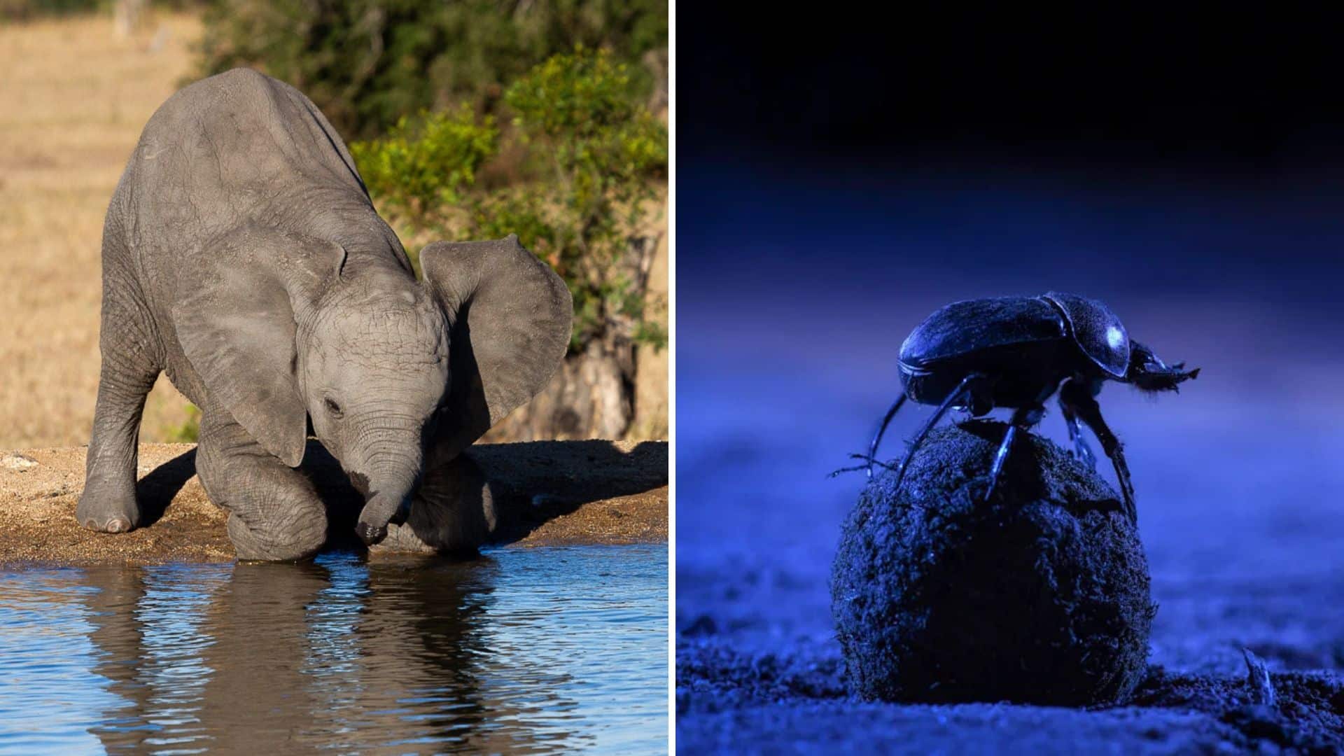 How creatures travel thousands of miles without getting lost