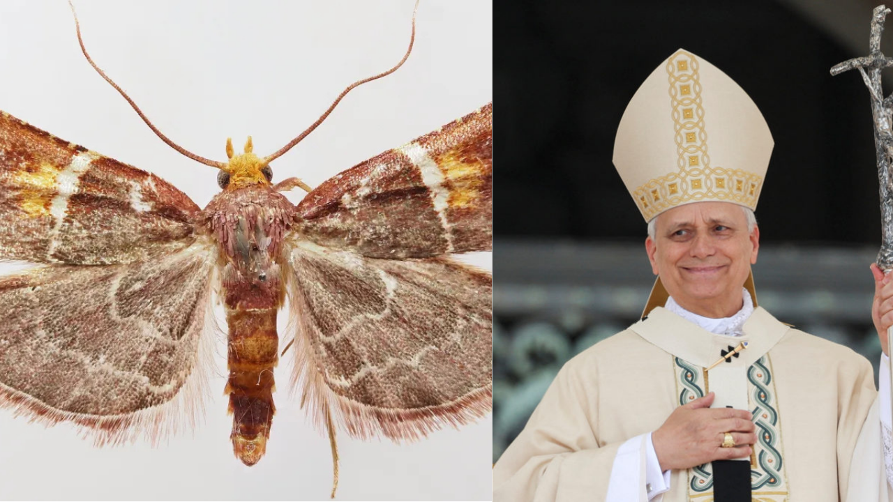 Pyralis papaleonei: Why scientists named this newly discovered moth ...