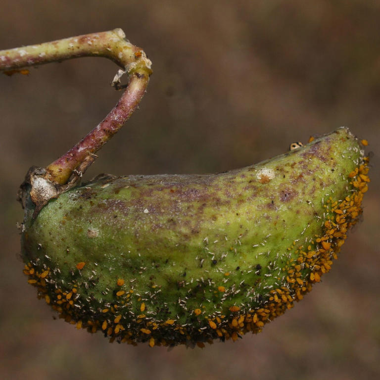 If you see black mold on milkweed, this is what it means