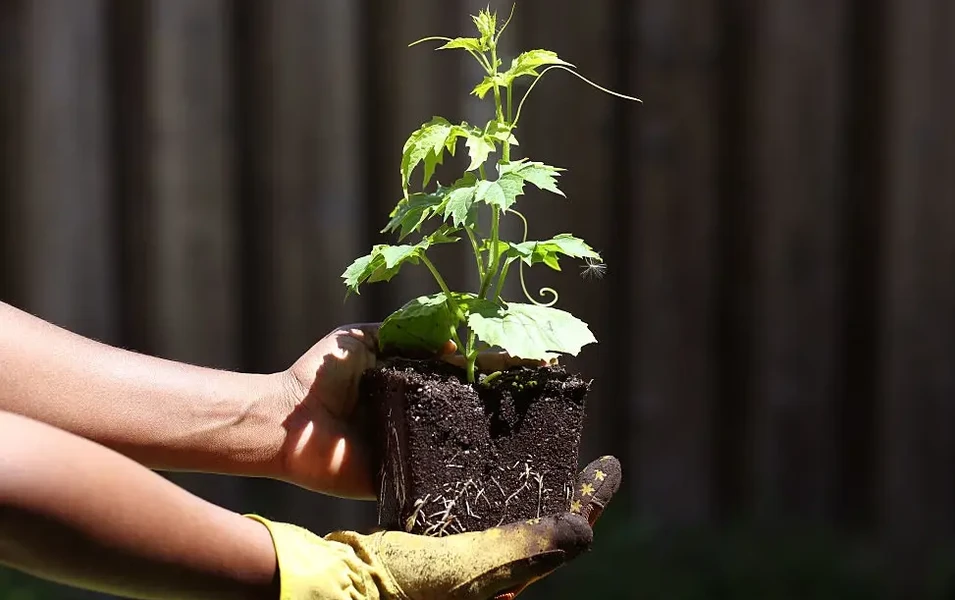 Small space, big harvest with container gardening