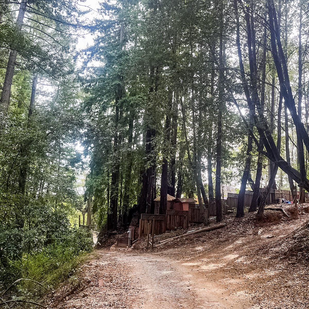 I’ve lived in the redwoods for 20 years — here’s what the forest taught me