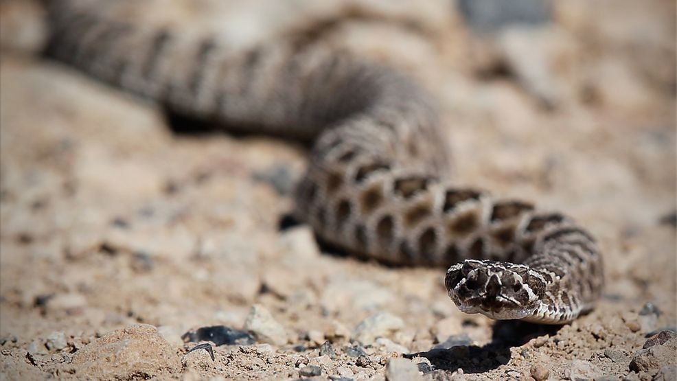 How to stay safe during snake season in Southern Nevada