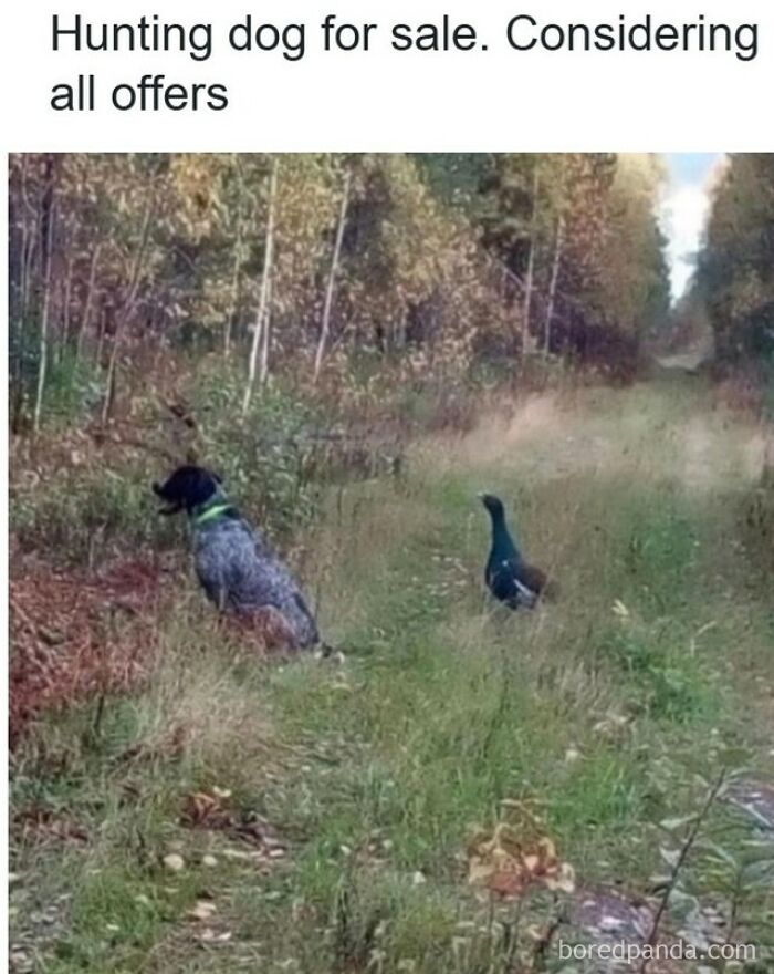 60 Hilarious Memes Featuring Cute, Funny And Mischevious Dogs
