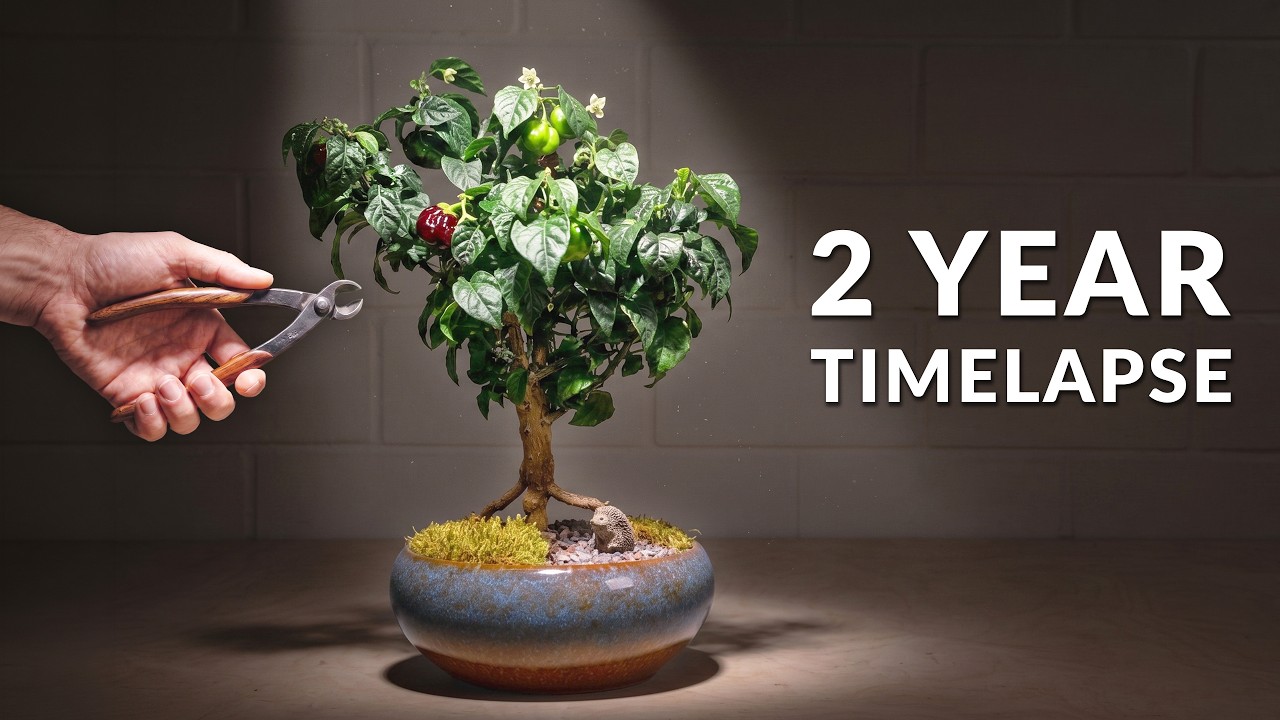 I grew a bonsai tree from seed