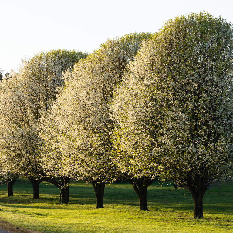 What to do if you have an invasive Bradford pear tree growing in your yard