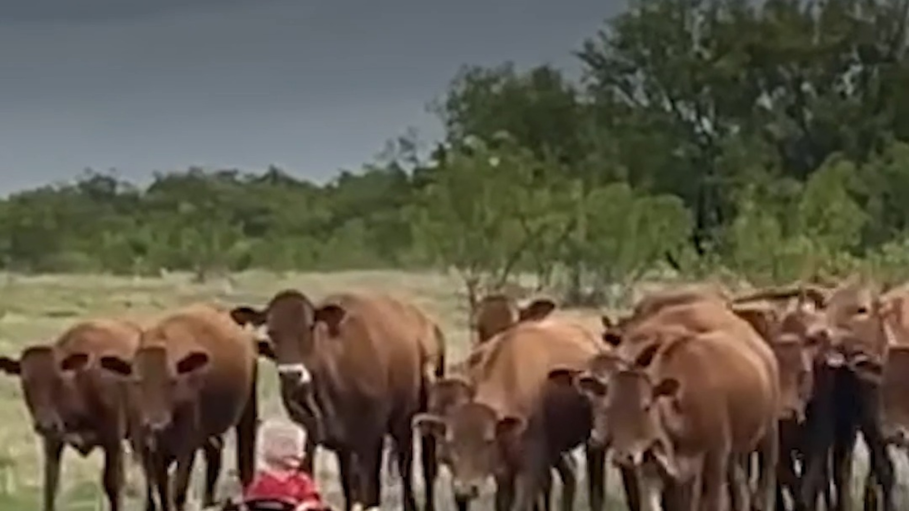 Texas toddler helps herd cattle in little toy truck