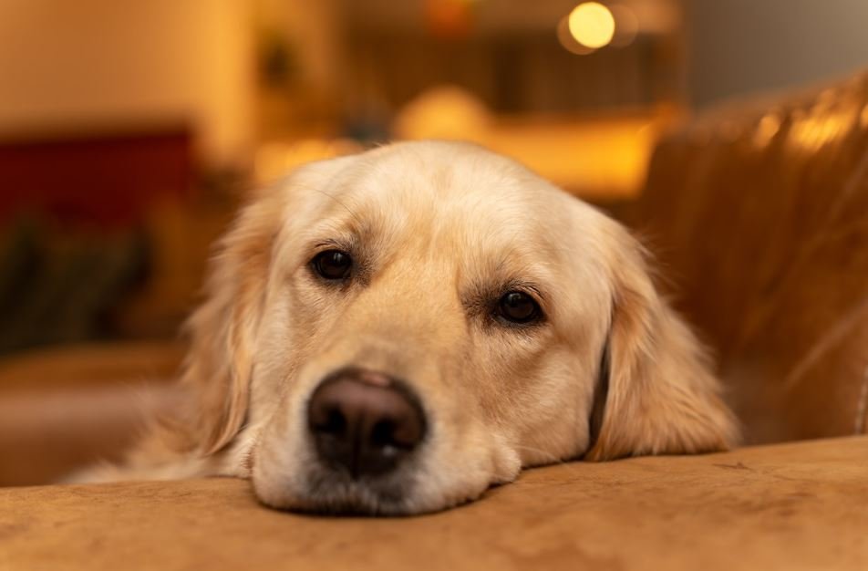 Golden retriever’s sad goodbye to dad for work is breaking hearts