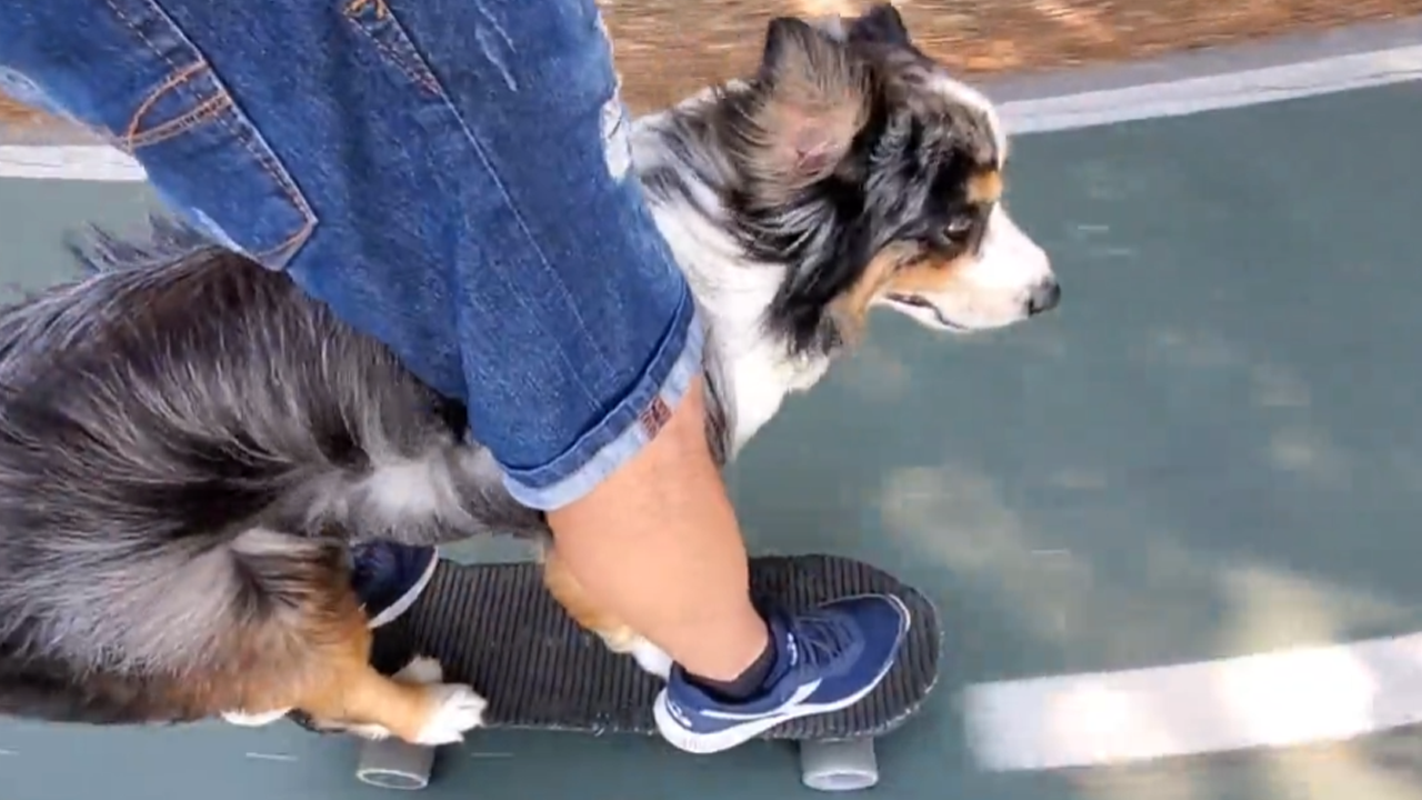 Skateboarding dog rides alongside owner